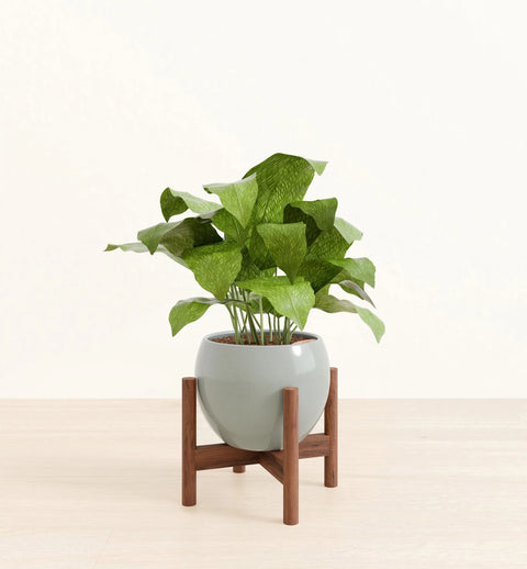 Calathea Musiaca