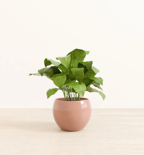 Calathea Musiaca
