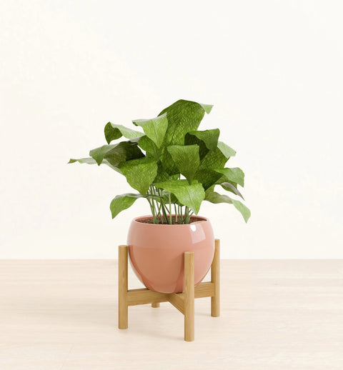 Calathea Musiaca