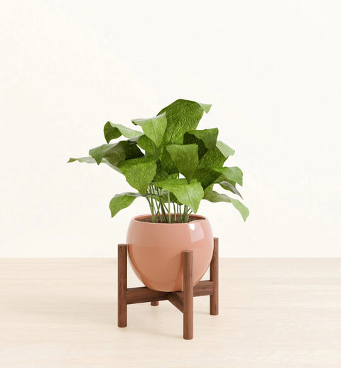 Calathea Musiaca