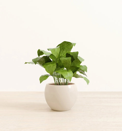 Calathea Musiaca