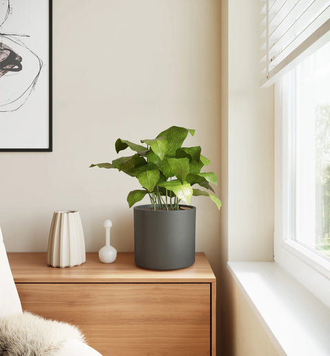 Calathea Musiaca