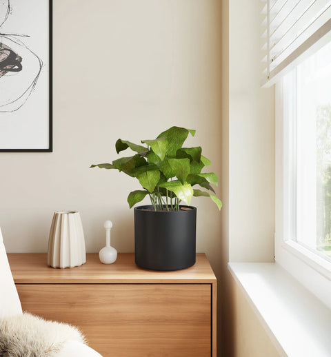 Calathea Musiaca