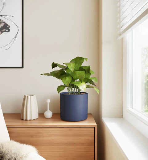 Calathea Musiaca