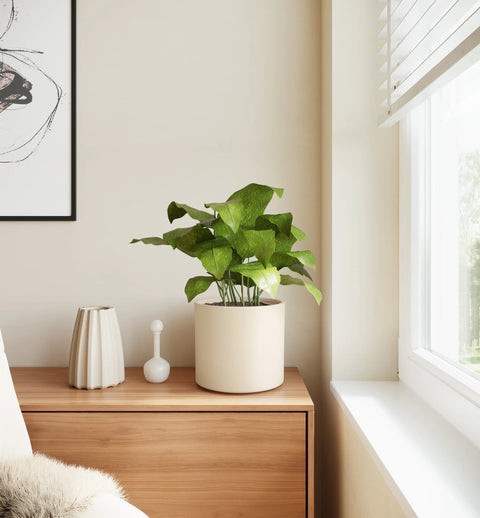 Calathea Musiaca