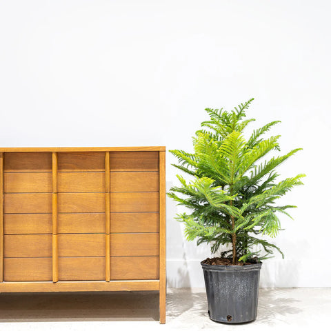 Norfolk Pine