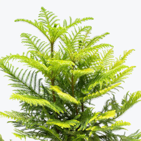 Norfolk Pine