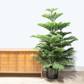 Norfolk Pine XL