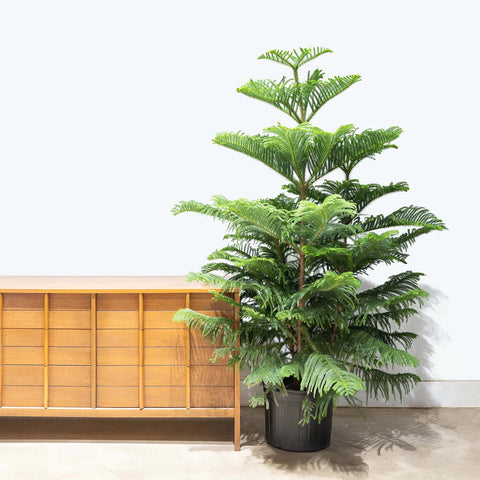 Norfolk Pine XL