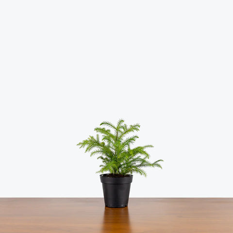 Norfolk Pine