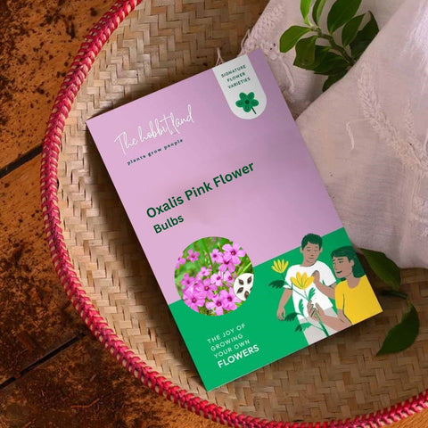Oxalis Pink