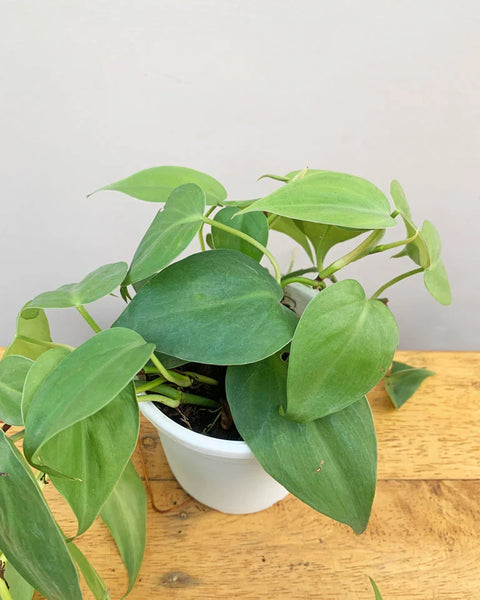 Philodendron Oxycardium Green