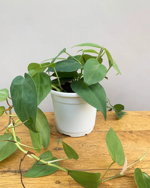 Philodendron Oxycardium Green