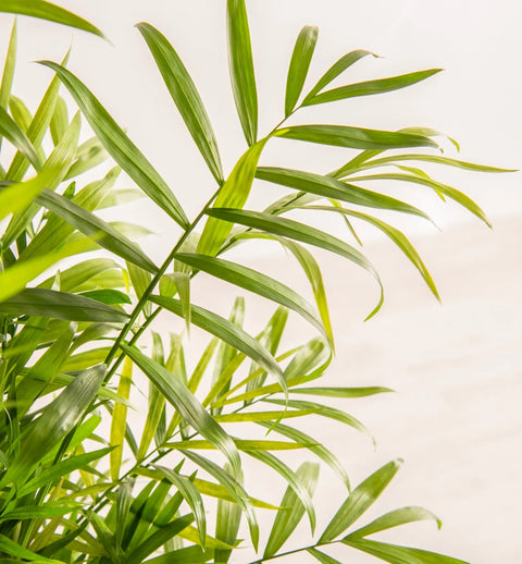 Bamboo Palm