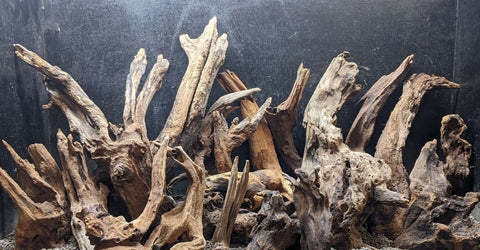 Malaysian Driftwood
