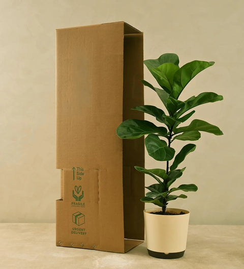 Fiddle Leaf Fig - Bambino