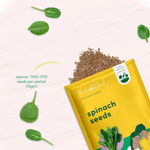 Palak Spinach