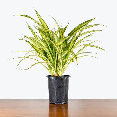 Pandanus