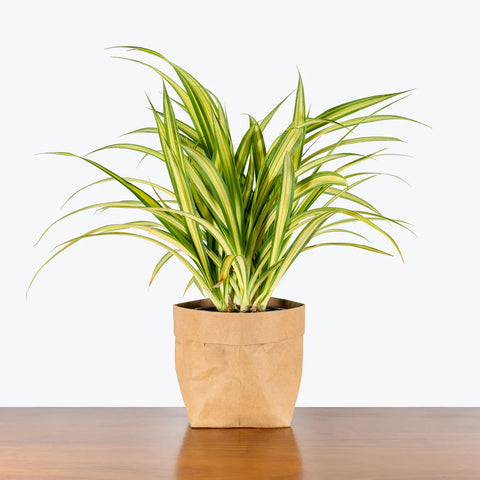 Pandanus
