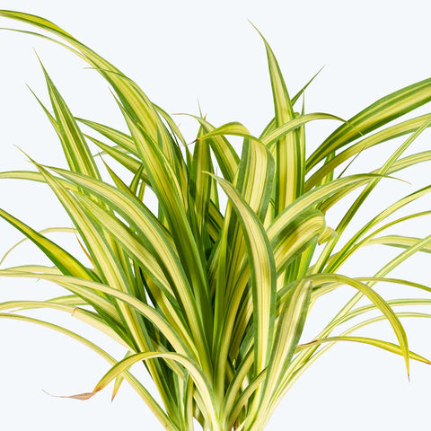 Pandanus