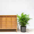 Parlour Palm XL