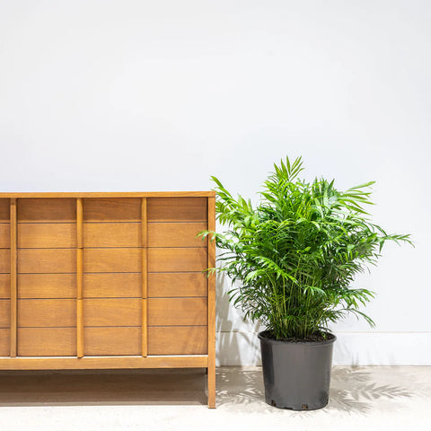 Parlour Palm XL