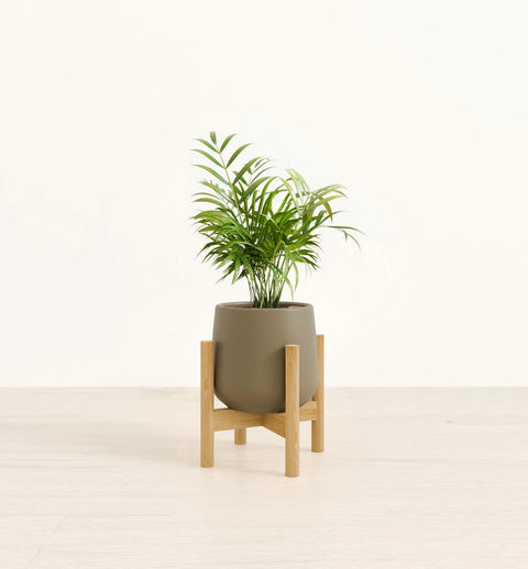 Bamboo Palm