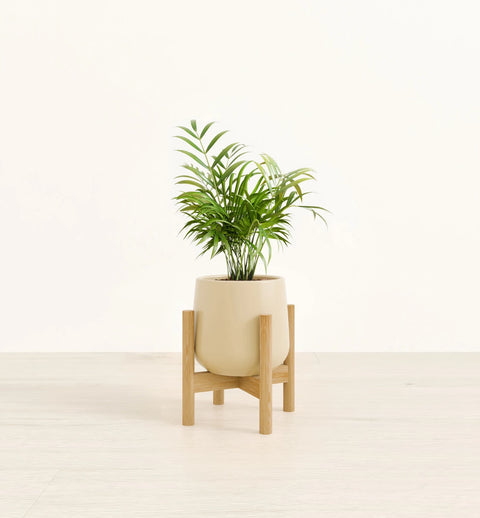 Bamboo Palm