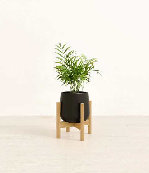 Parlour Palm
