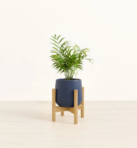 Bamboo Palm