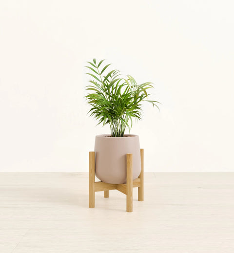 Bamboo Palm