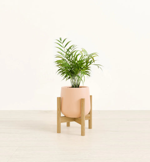 Bamboo Palm