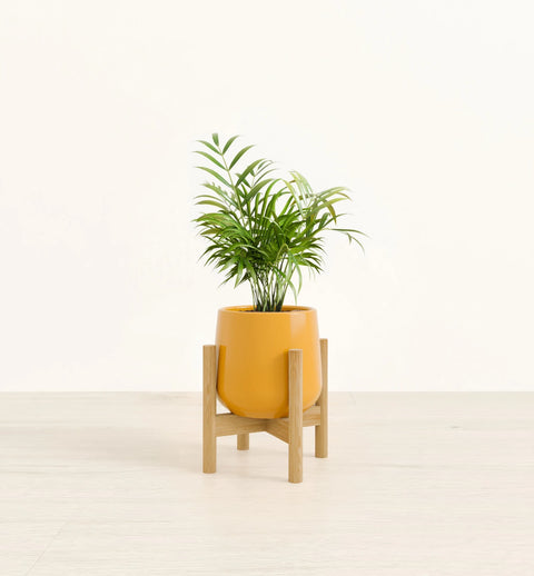 Bamboo Palm