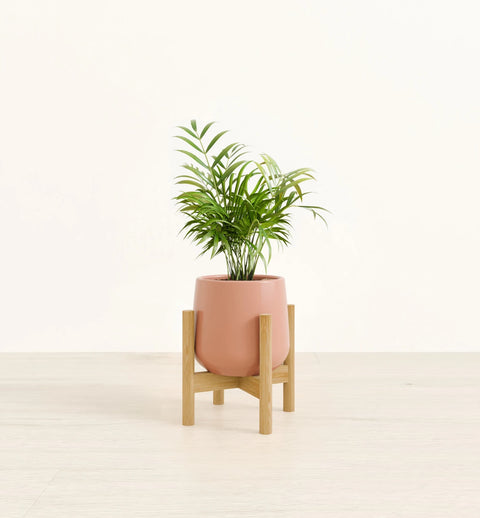 Bamboo Palm