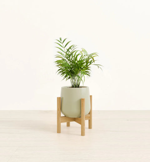 Bamboo Palm