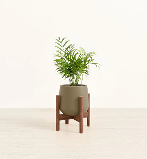 Bamboo Palm