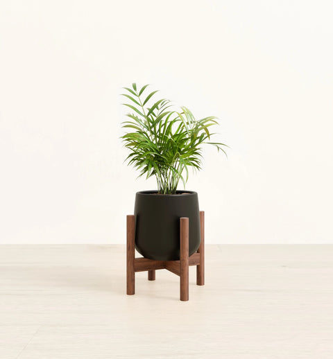 Bamboo Palm