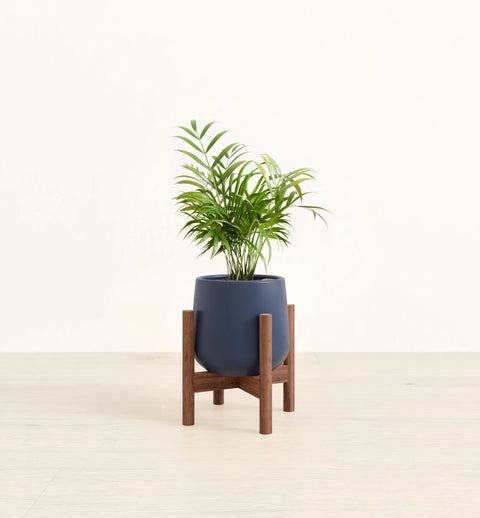Bamboo Palm