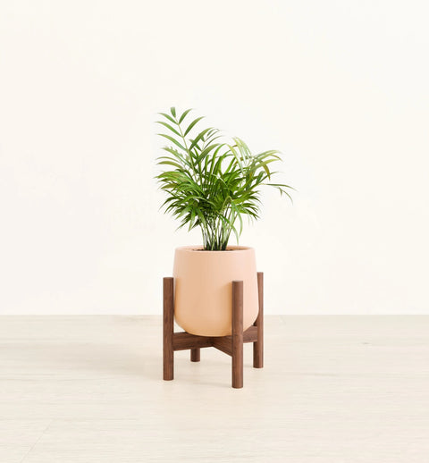 Bamboo Palm