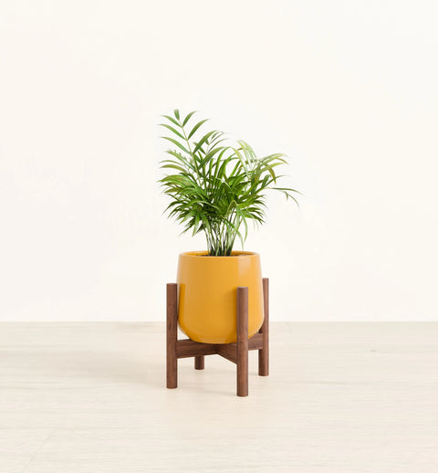 Bamboo Palm