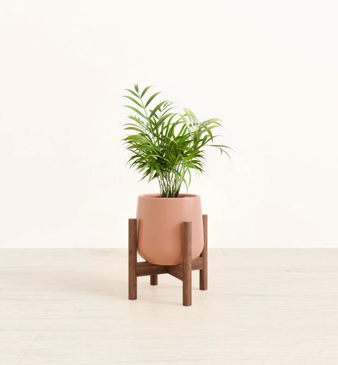 Bamboo Palm