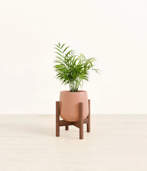 Parlour Palm