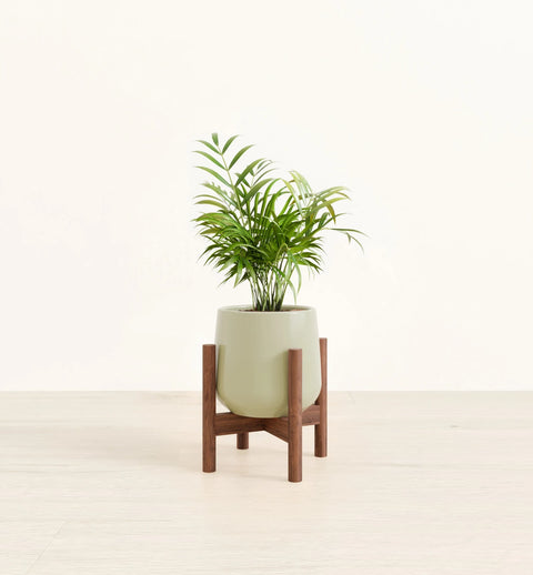 Bamboo Palm