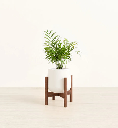 Bamboo Palm