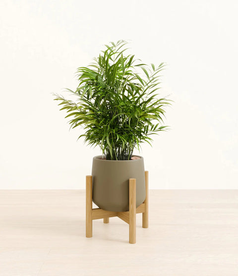 Parlour Palm