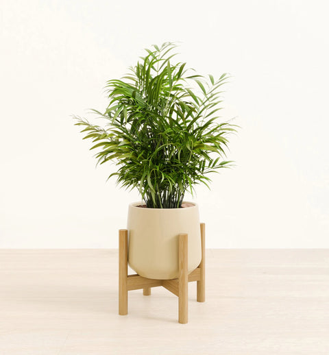 Bamboo Palm