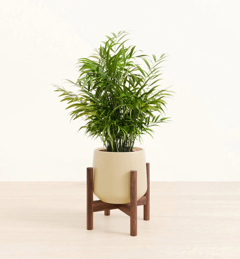 Bamboo Palm