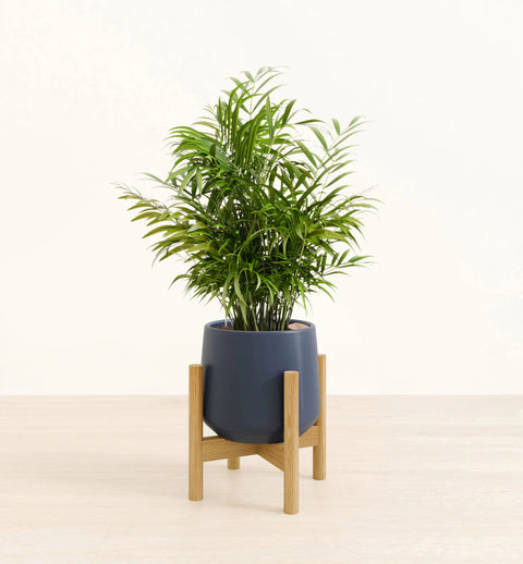 Bamboo Palm