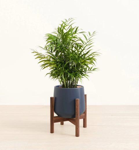 Bamboo Palm