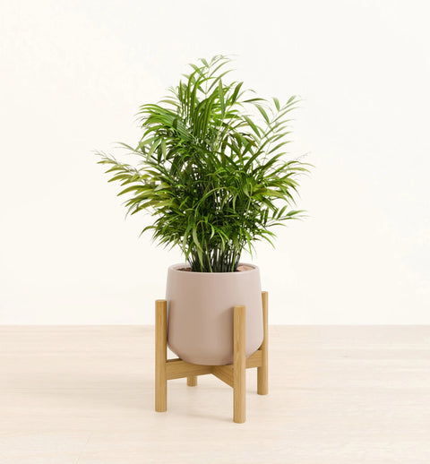 Bamboo Palm